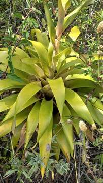 Image of Vriesea friburgensis var. paludosa (L. B. Sm.) L. B. Sm.