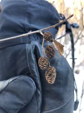 Image of mountain alder