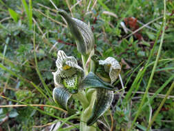 Plancia ëd Chloraea magellanica Hook. fil.