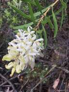 Image of Lomatia polymorpha R. Br.