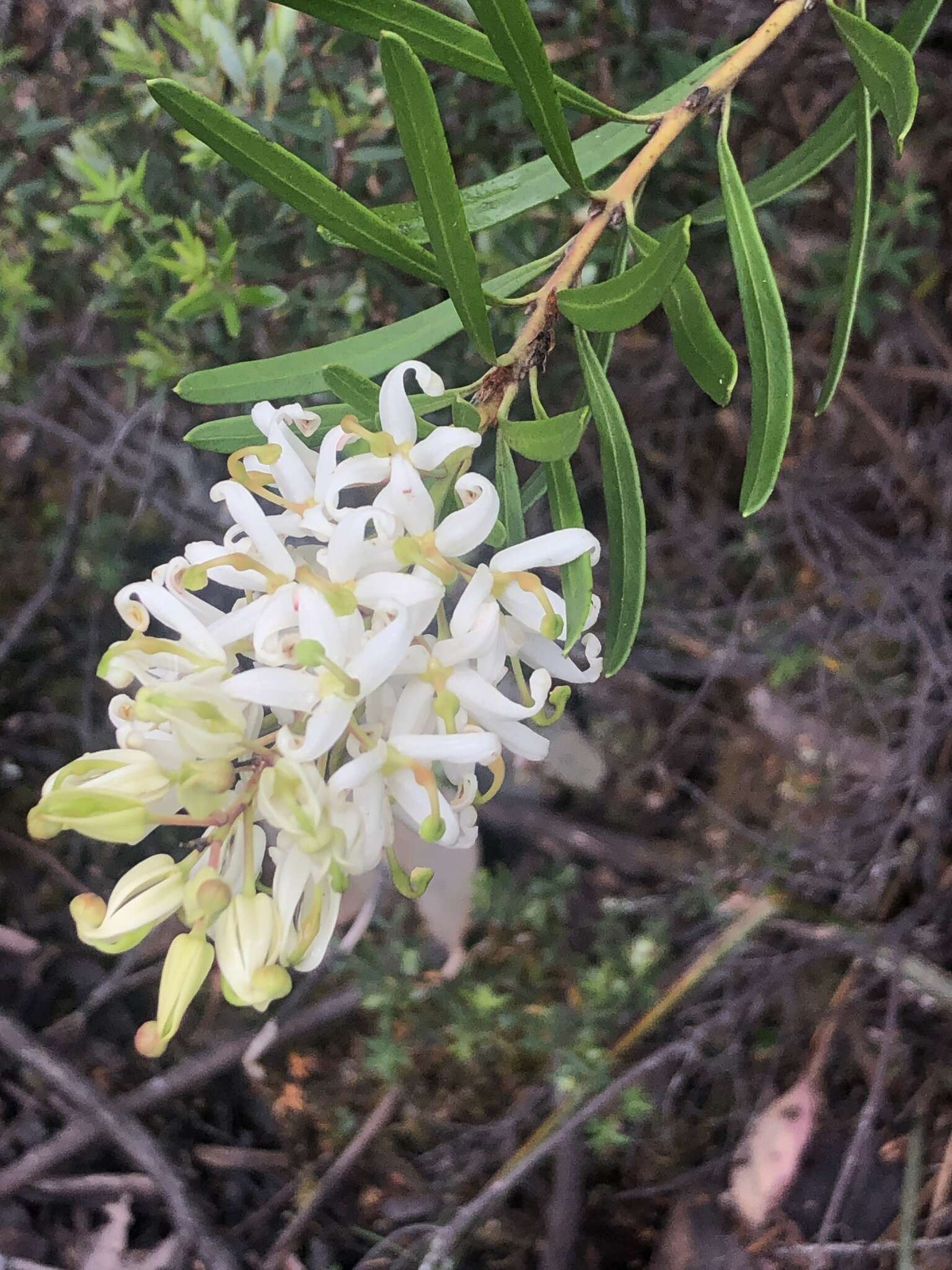 Plancia ëd Lomatia polymorpha R. Br.