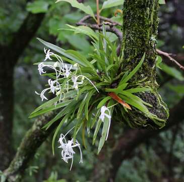 Image de Vanda falcata (Thunb.) Beer