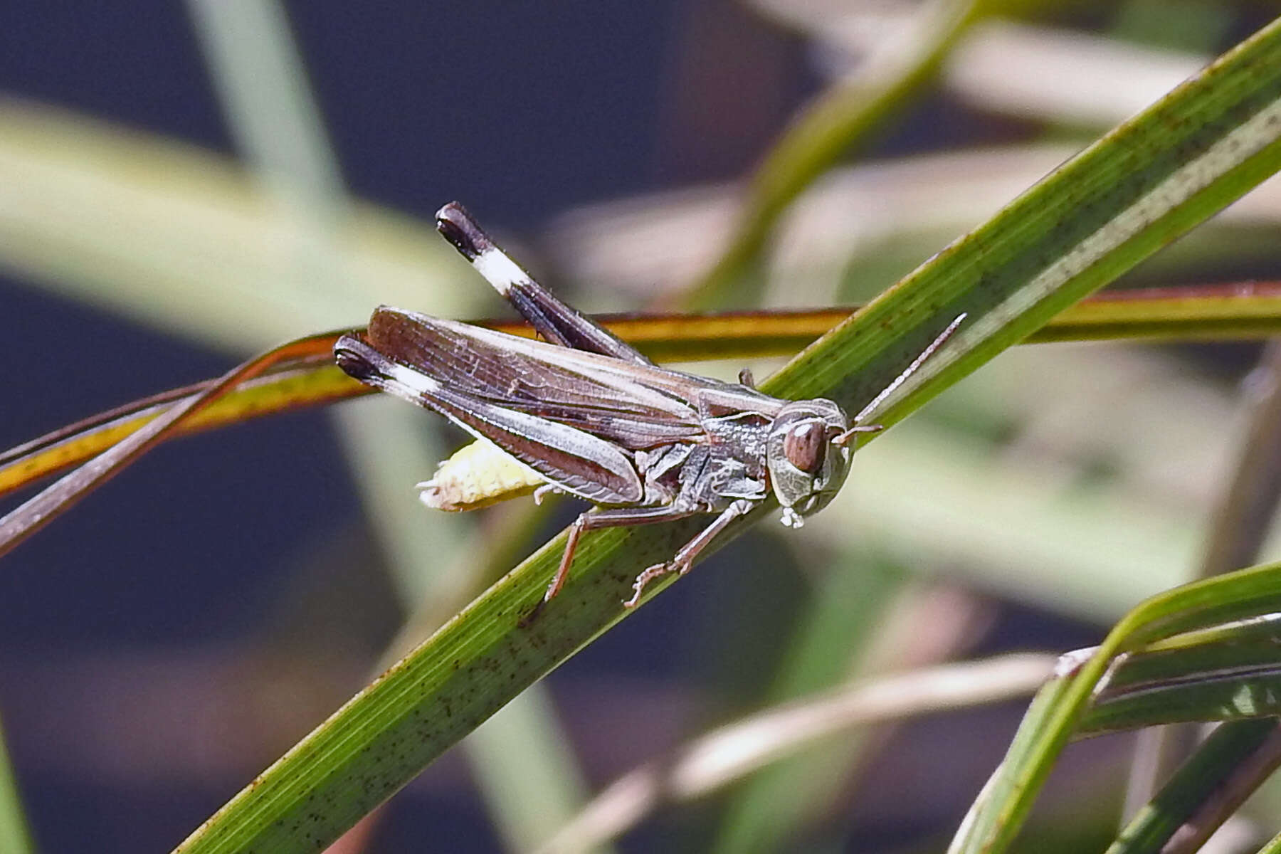 Caledia captiva (Fabricius 1775)的圖片