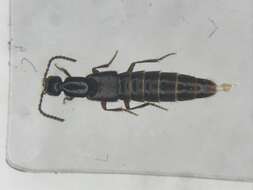 Image of Rove beetle