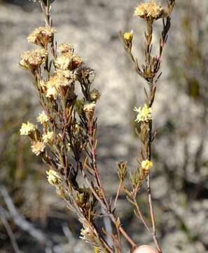 Image of Leucadendron sericeum (Thunb.) R. Br.