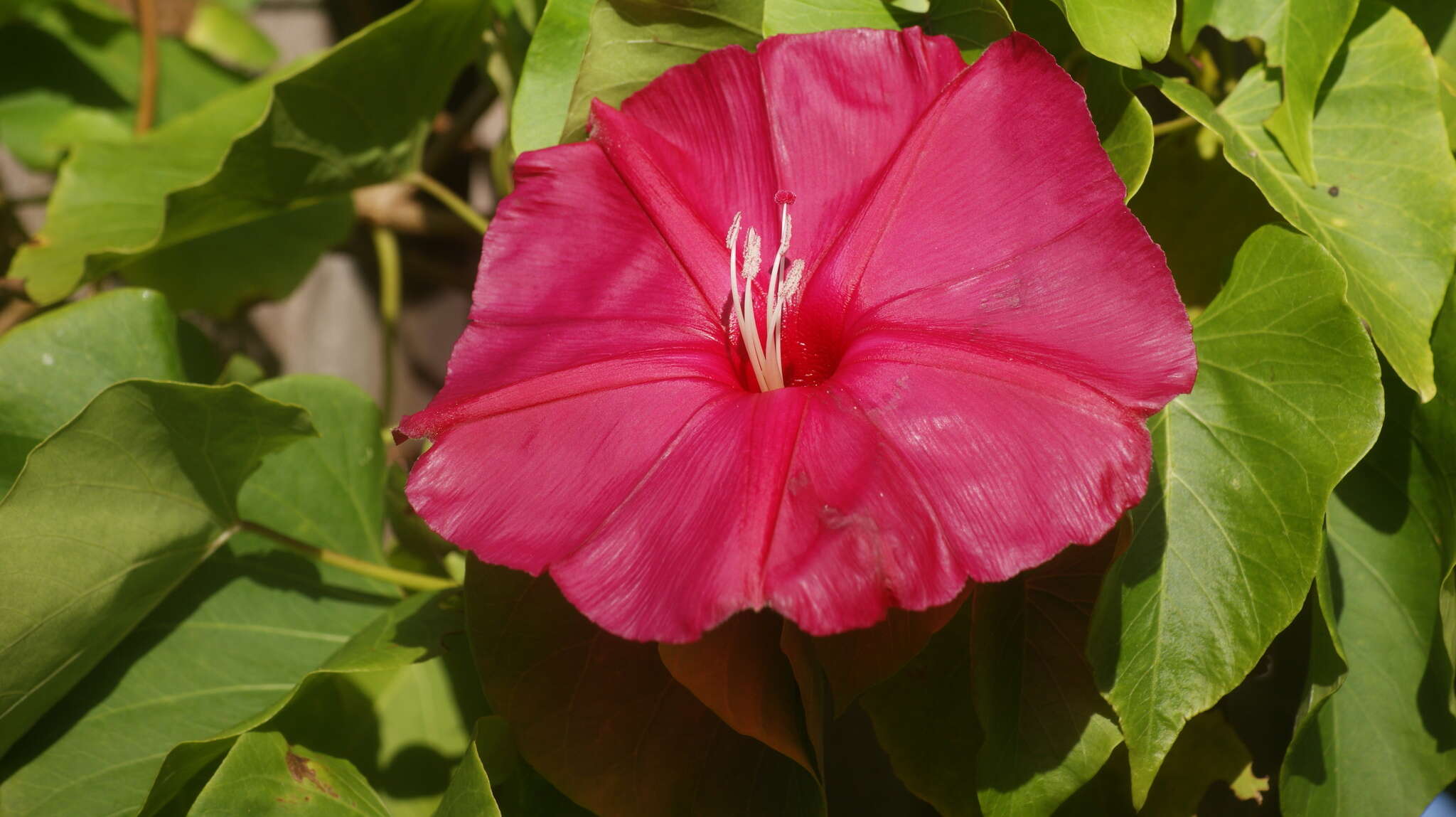 Image of <i>Ipomoea inopinata</i>