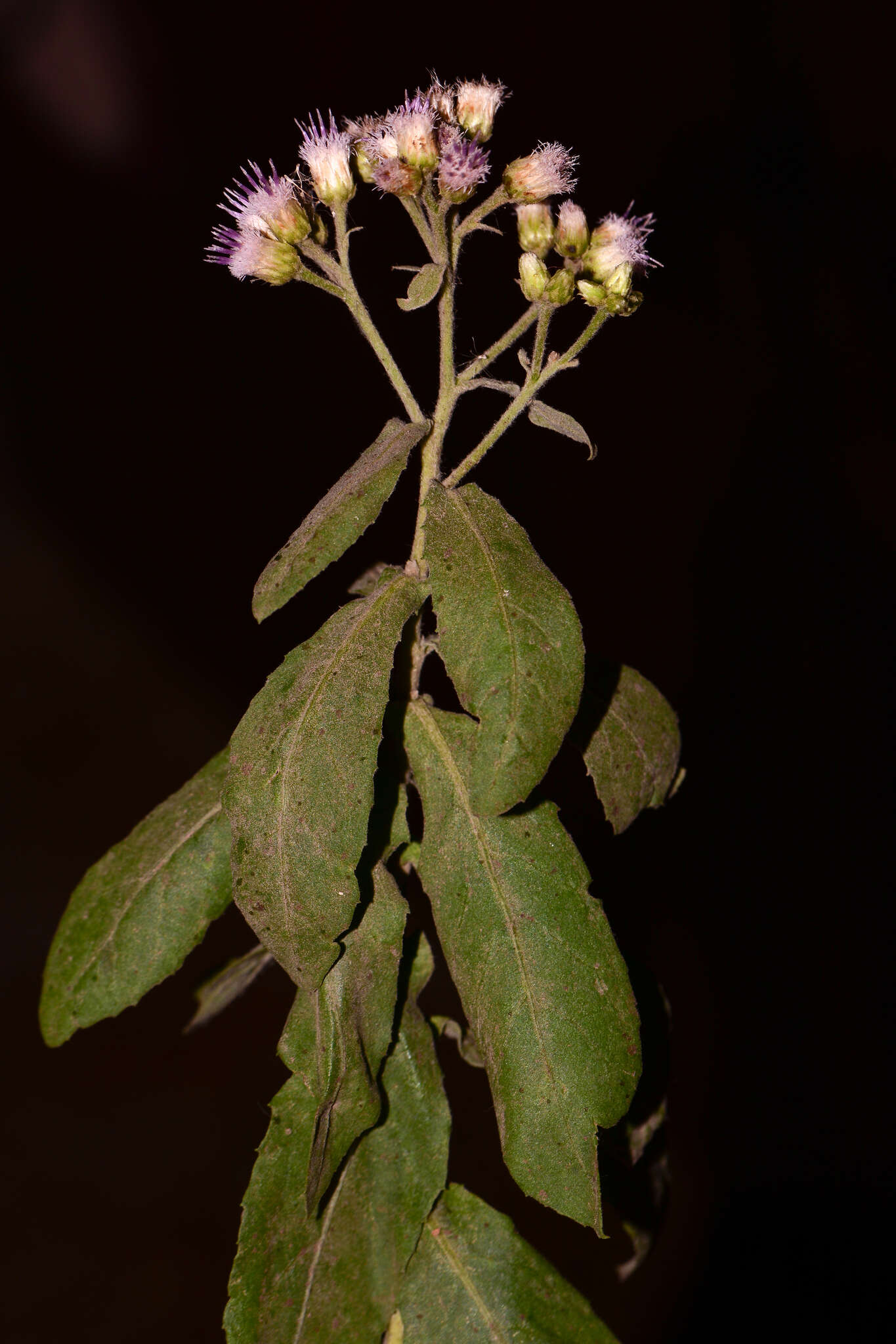 Plancia ëd Pluchea tomentosa Wall. ex DC.