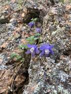 Image of Rocky Mountain blue columbine