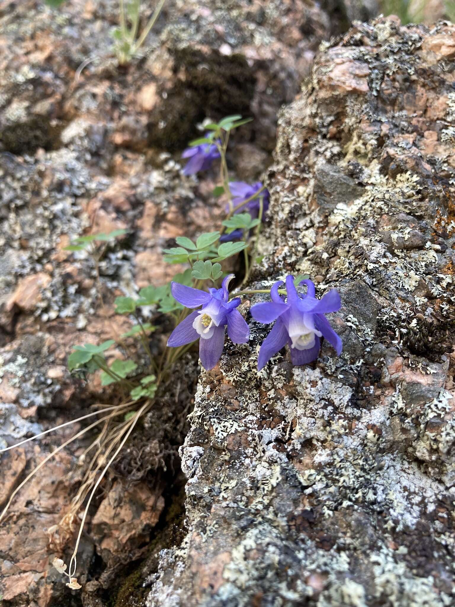 Image of Rocky Mountain blue columbine