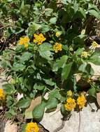 Image de Lantana polyacantha Schauer