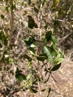 Eugenia biflora (L.) DC. resmi