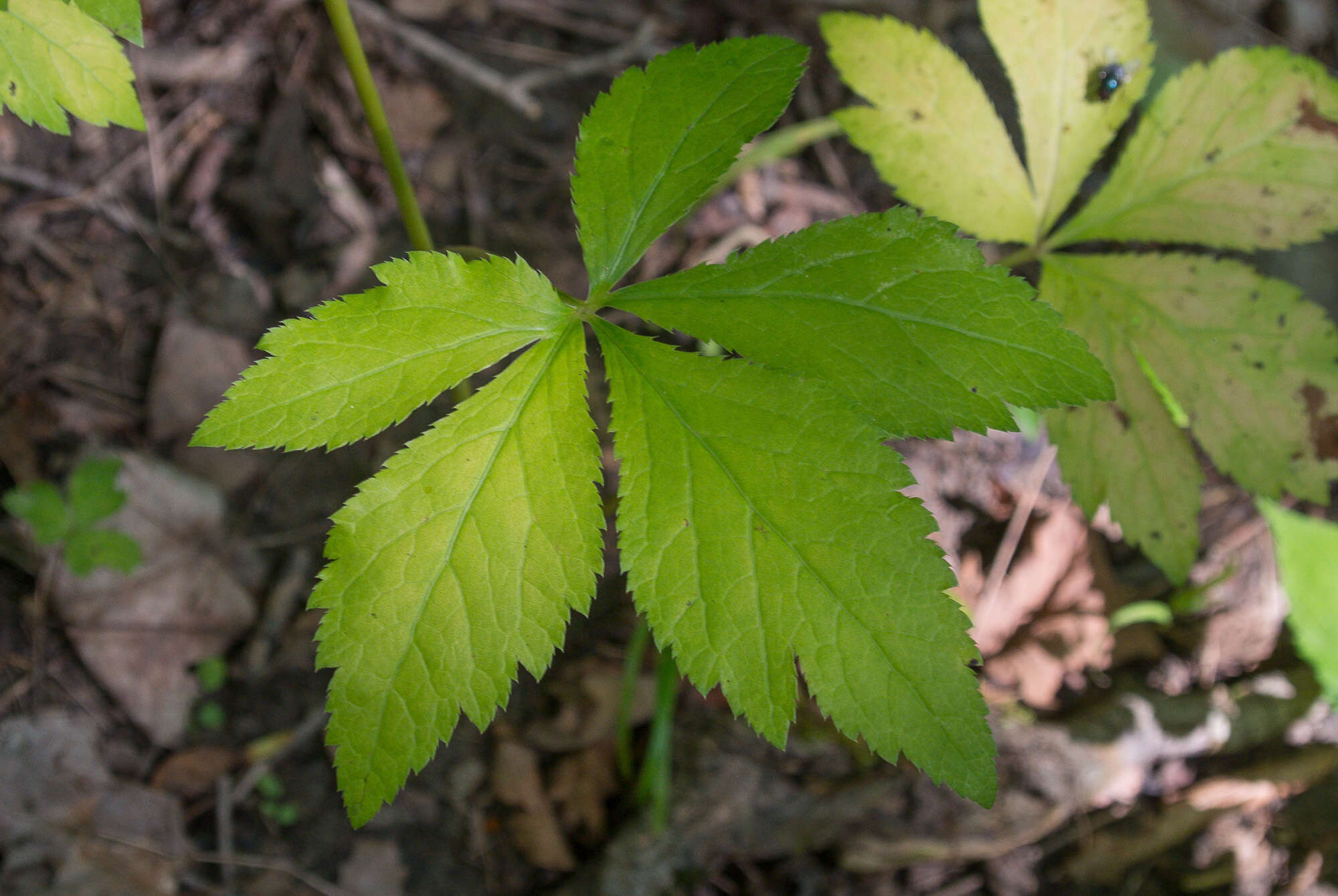 Image de Sanicula trifoliata Bicknell