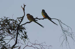 Image of Many-coloured Parakeet