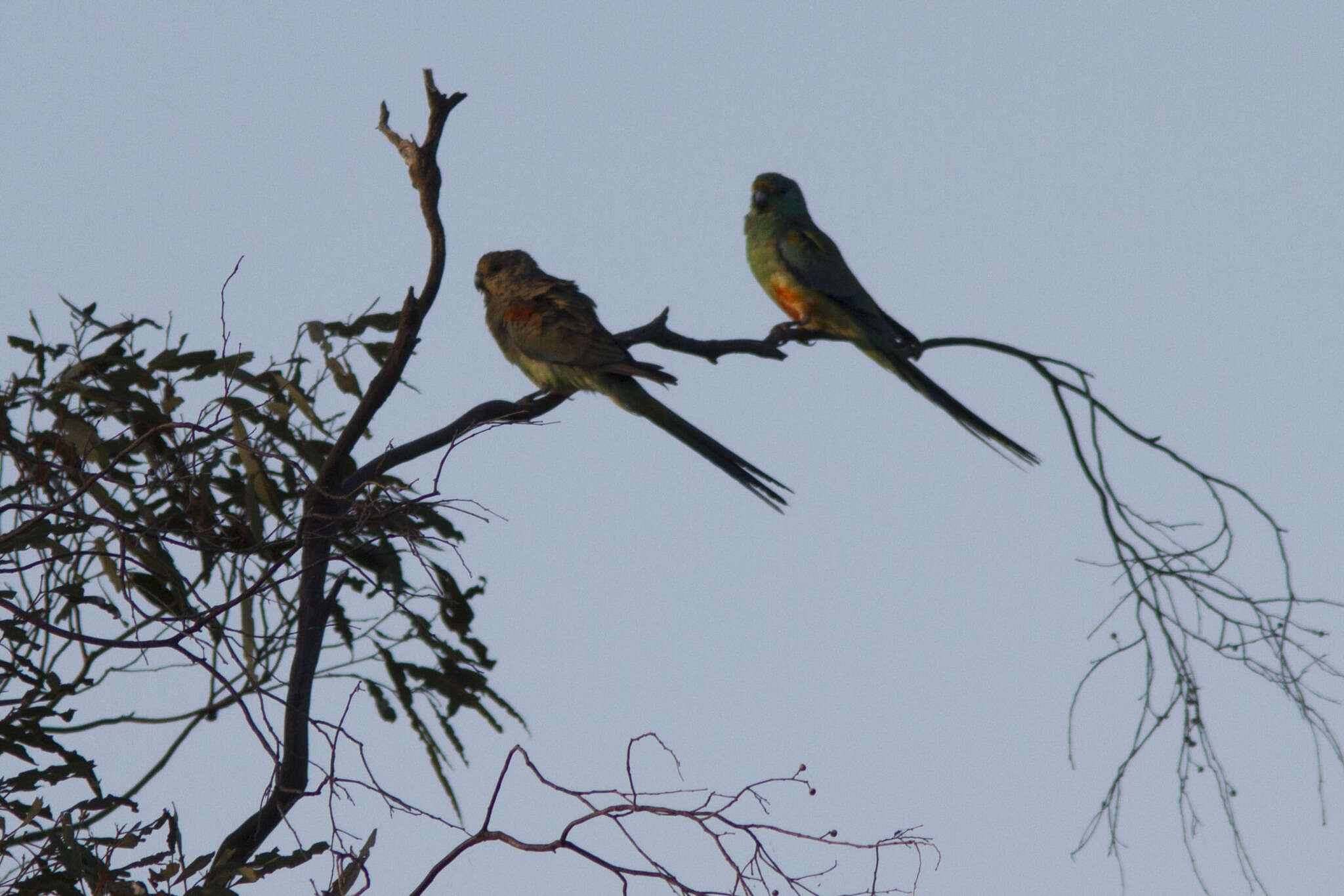 Image of Many-coloured Parakeet