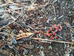 Image of Nayarit Coral Snake