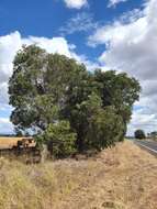 Image of Acacia harpophylla F. Muell. ex Benth.