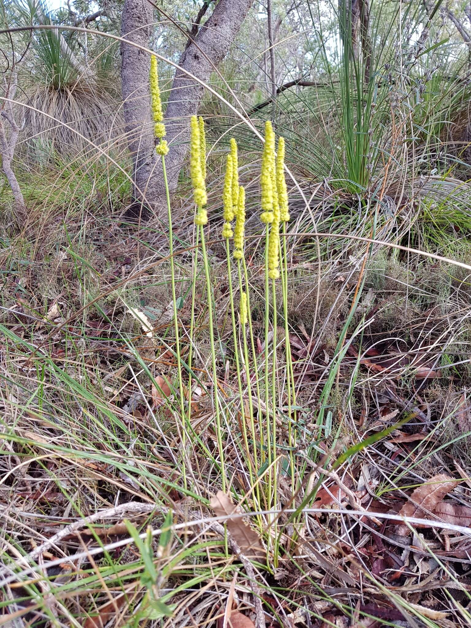 Image de Lomandra preissii (Endl.) Ewart