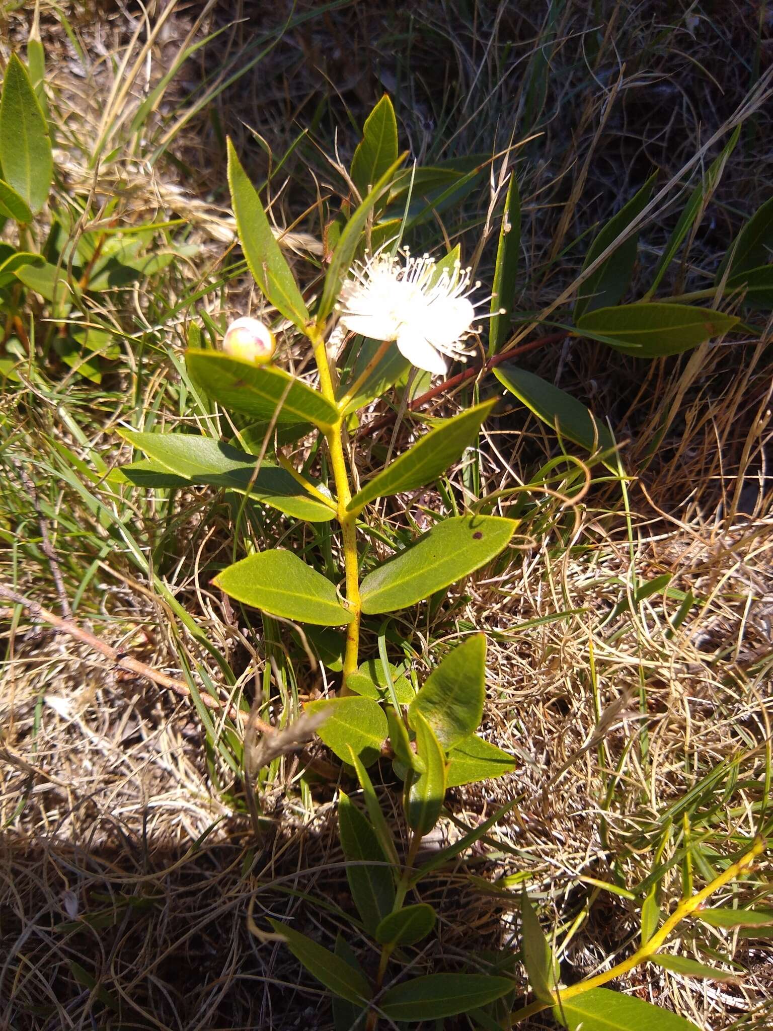 Imagem de Psidium salutare var. mucronatum (Cambess.) Landrum