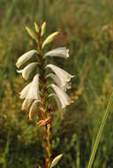 Image of Watsonia watsonioides (Baker) Oberm.