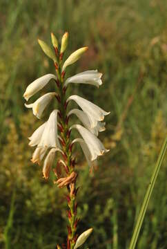 Image of Watsonia watsonioides (Baker) Oberm.