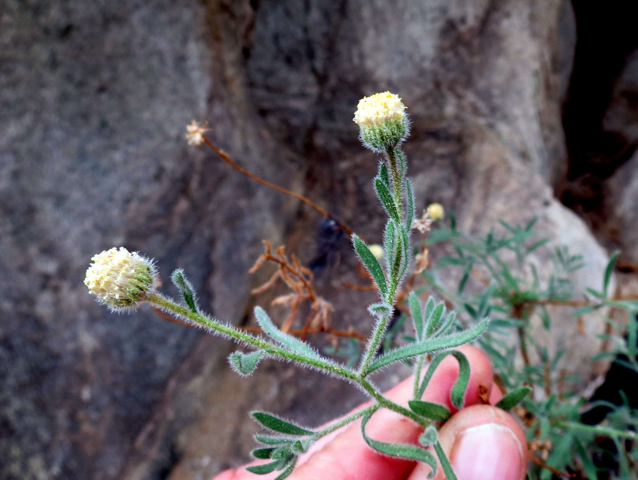 Слика од Chrysocoma puberula Schltr. ex Merxm.