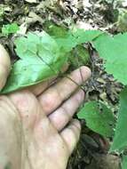 Image of Appalachian bugbane