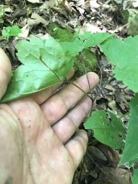 Image of Appalachian bugbane