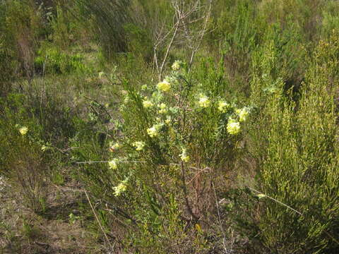 Image of Gnidia anthylloides (L. fil.) Gilg