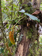 Image of Bulbophyllum occultum Thouars