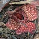 Image of Rafflesia verrucosa Balete, Pelser, Nickrent & Barcelona