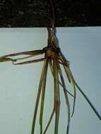 Imagem de Juncus bulbosus L.