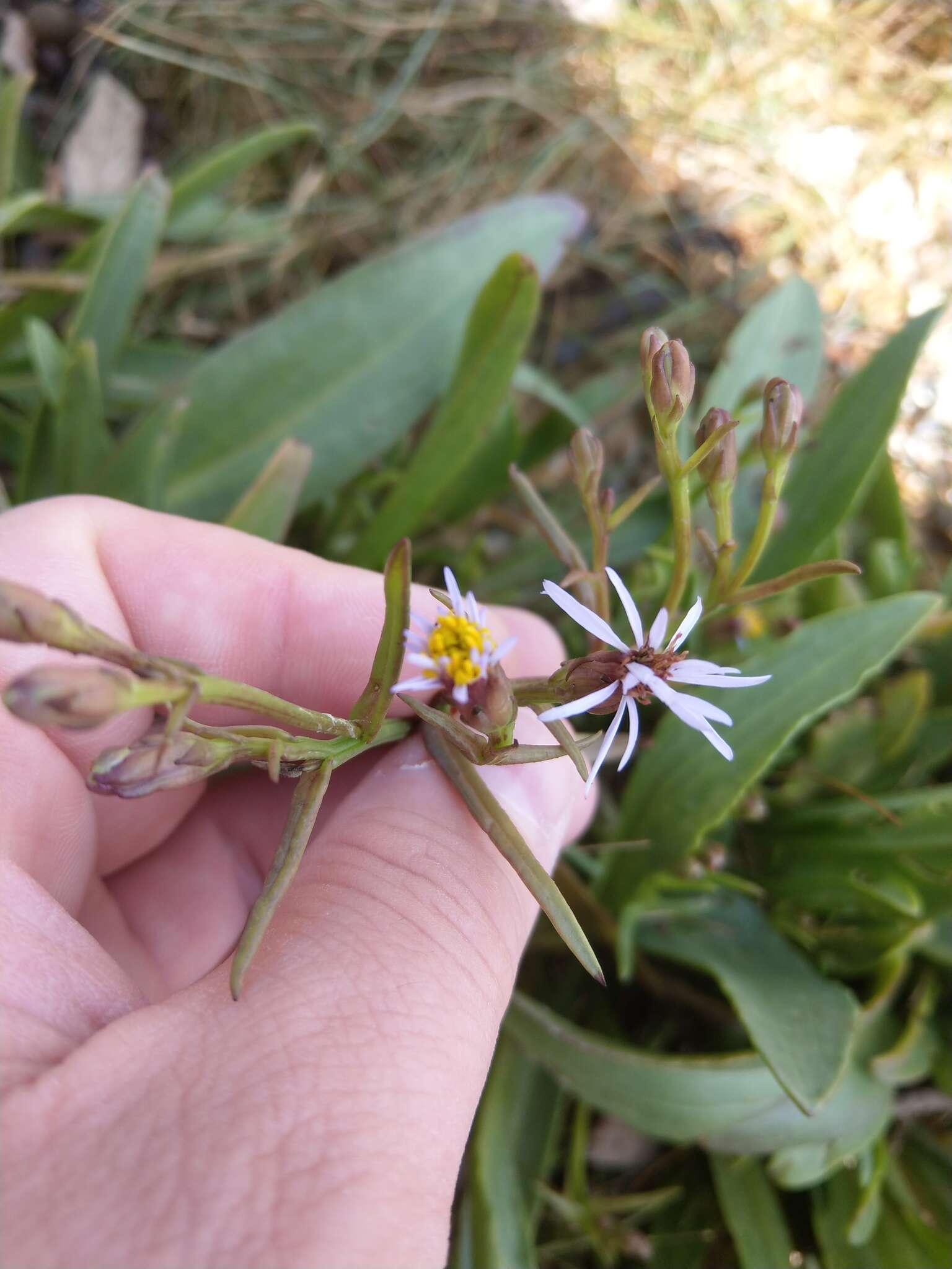 Image of sea aster