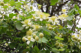 Image of pipestem clematis