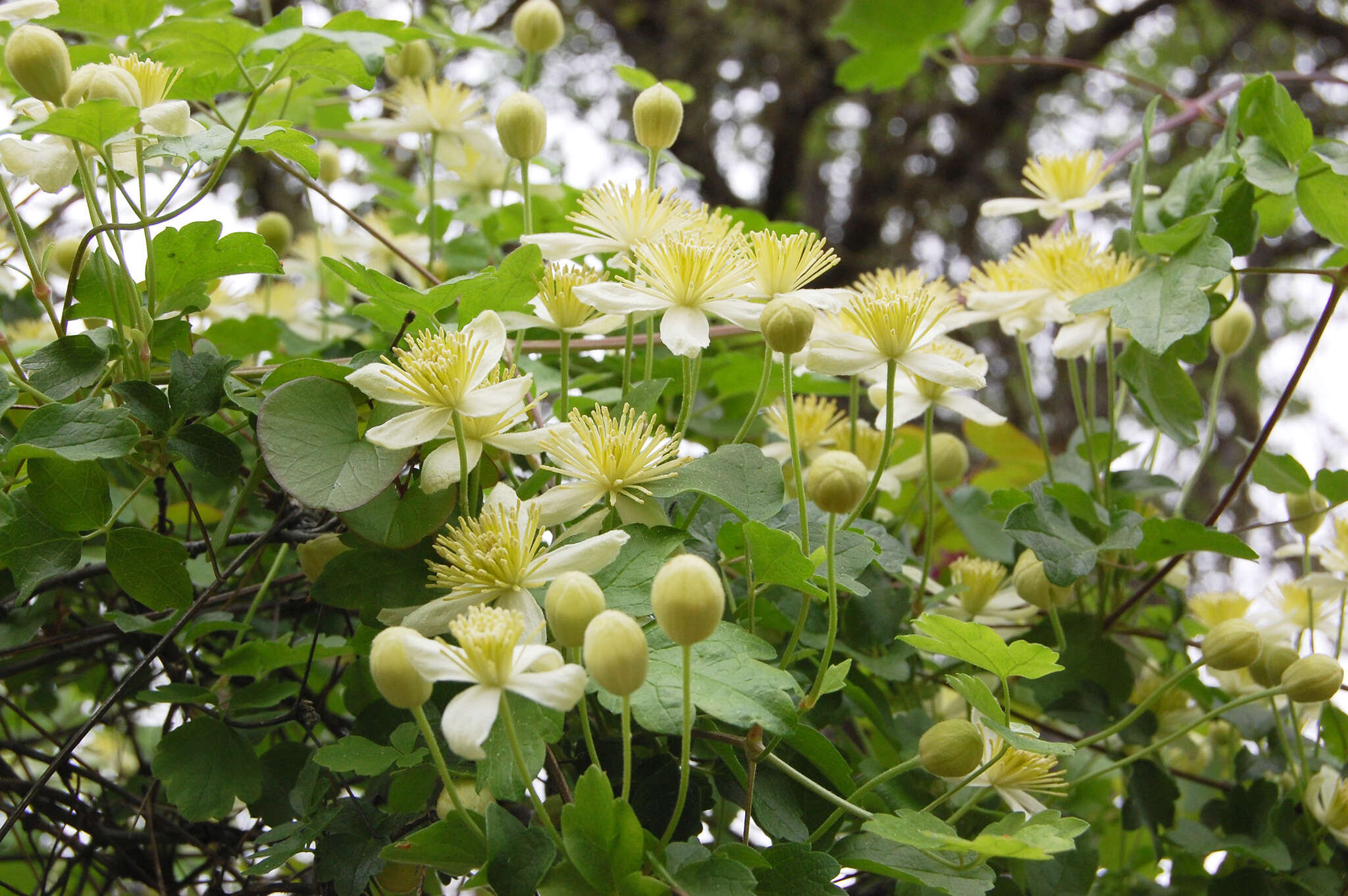 Image of pipestem clematis