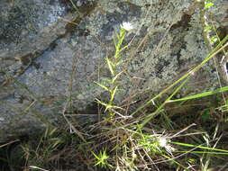 Image of Stellaria angustifolia Hook.