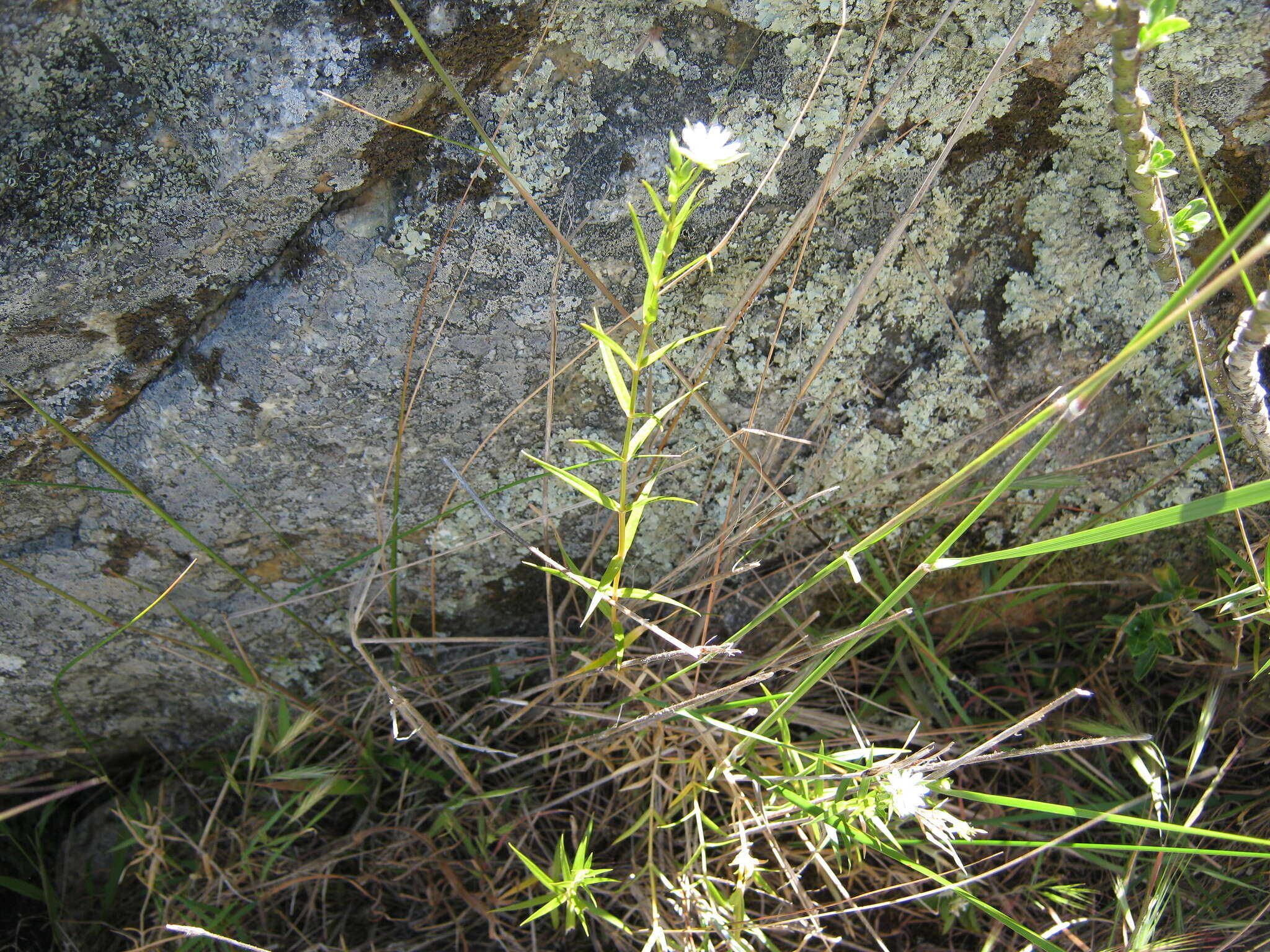 Imagem de Stellaria angustifolia Hook.