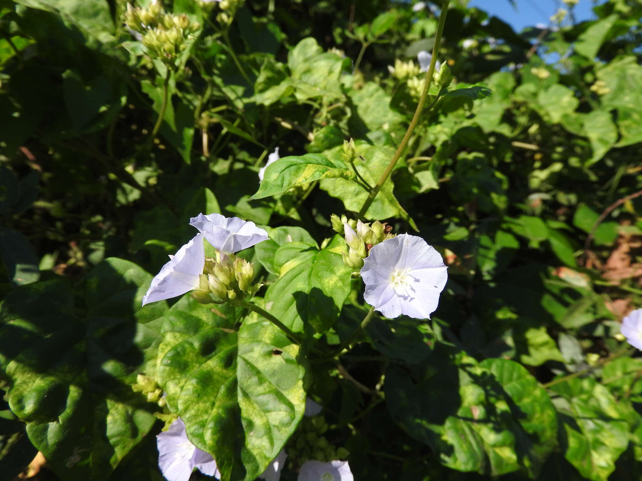 Image of Jacquemontia oaxacana (Meisn.) Hall. fil.