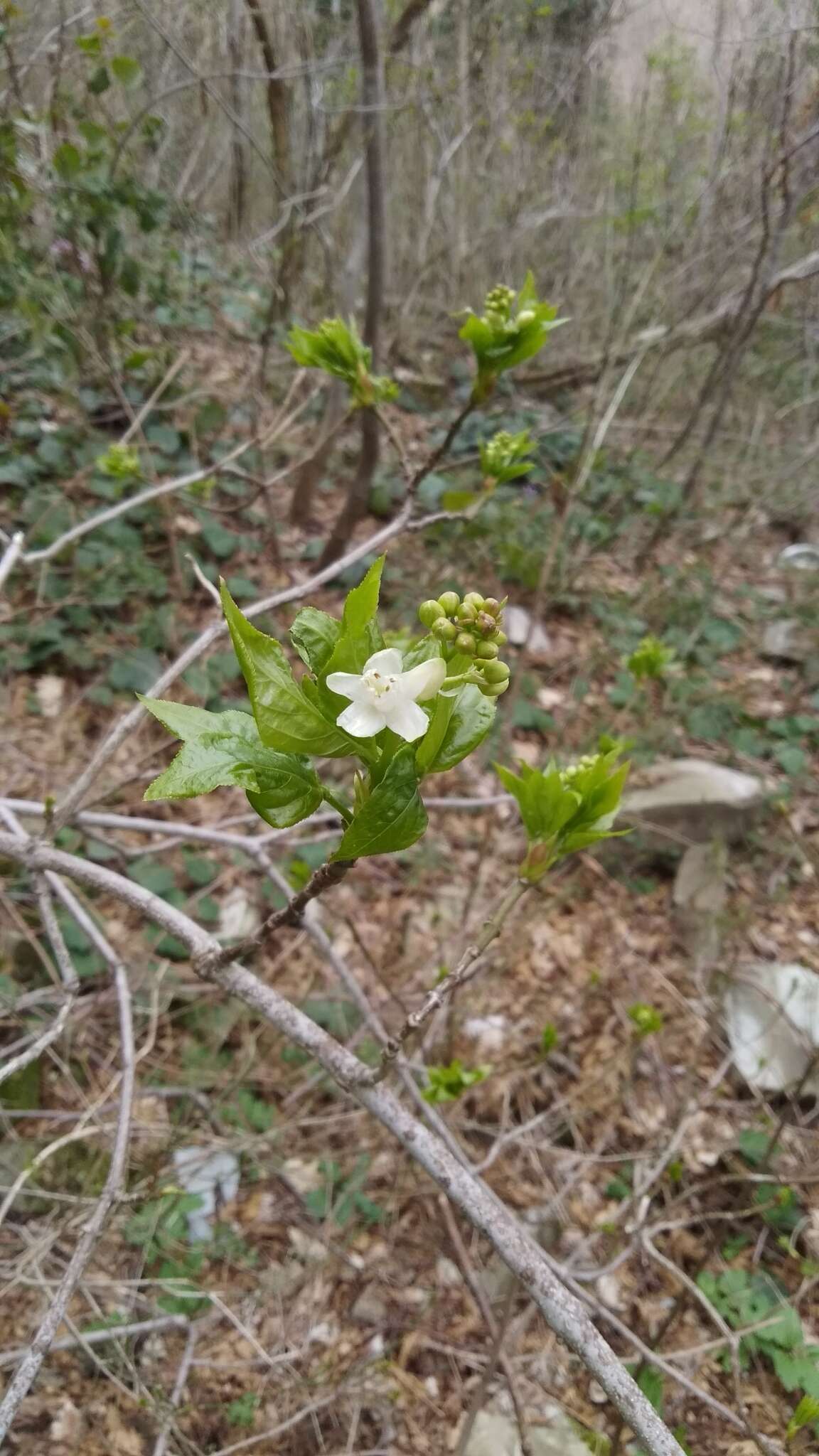 Image of Staphylea colchica Stev.