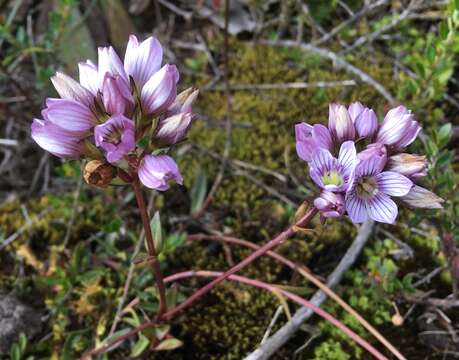 Image of Gentianella corymbosa (Kunth) Weaver & Rudenberg