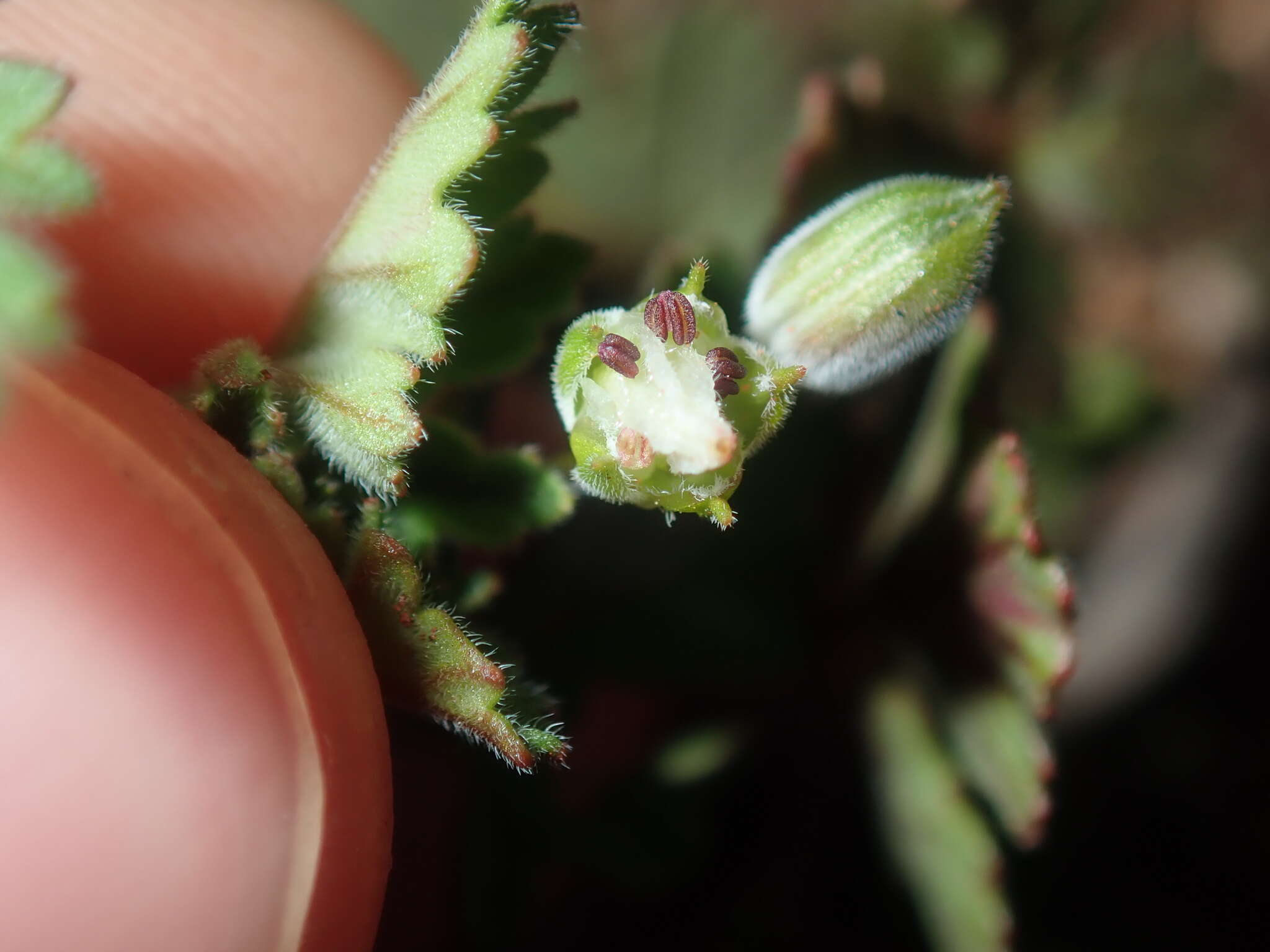 Image of Australian stork's bill