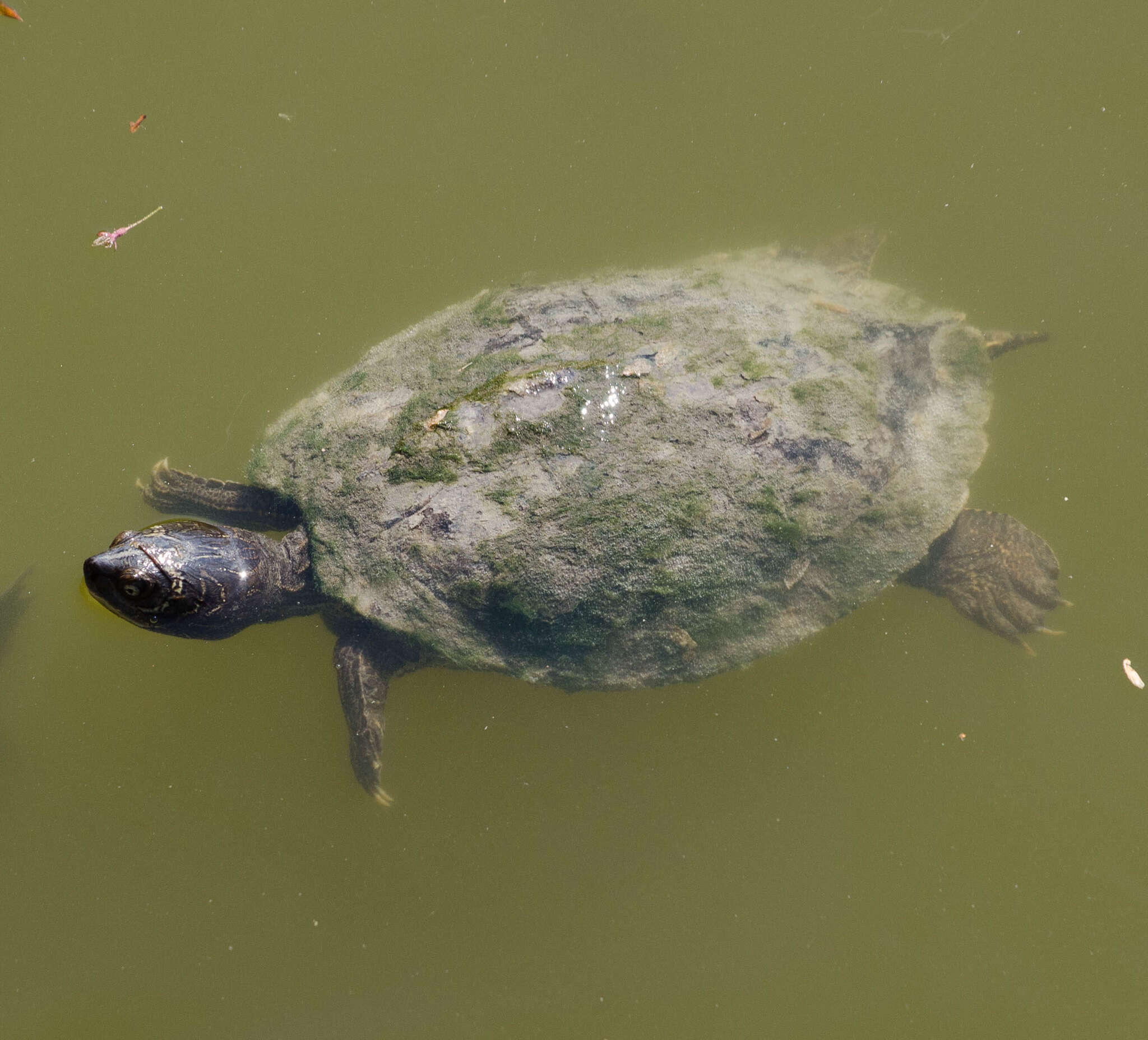 Слика од Graptemys pseudogeographica kohnii (Baur 1890)