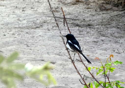 Image of Madagascan Magpie-Robin