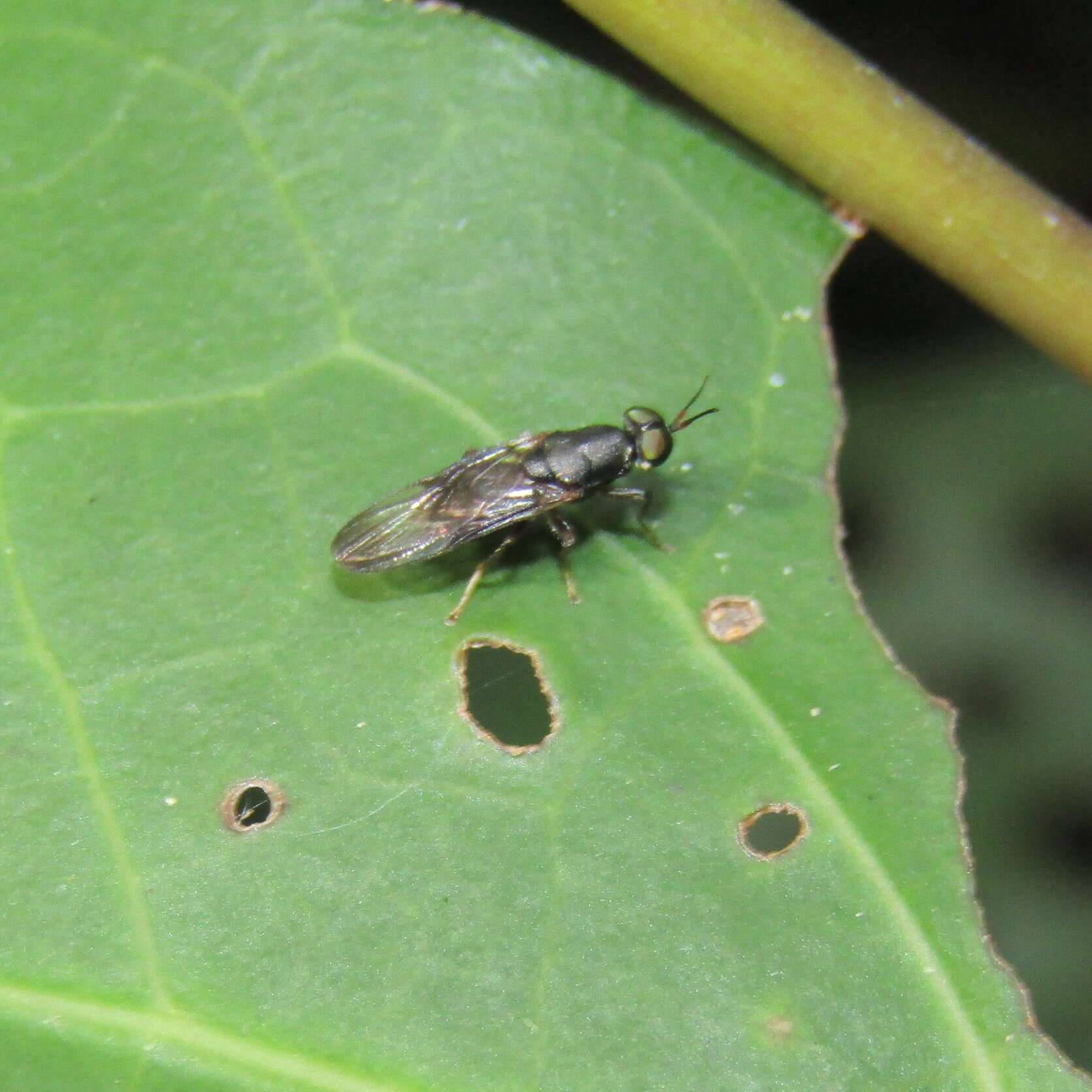 Image of Dysbiota peregrina (Hutton 1901)