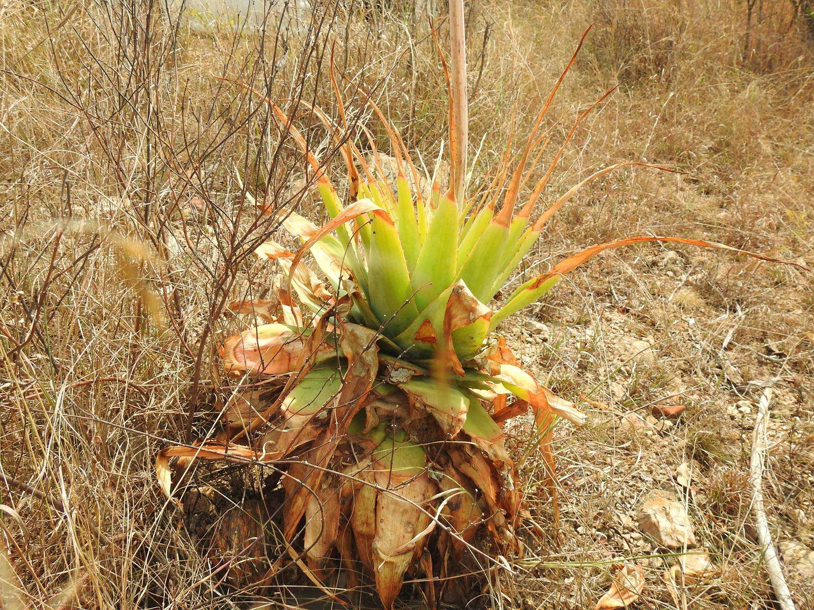 Image of Pretoria aloe