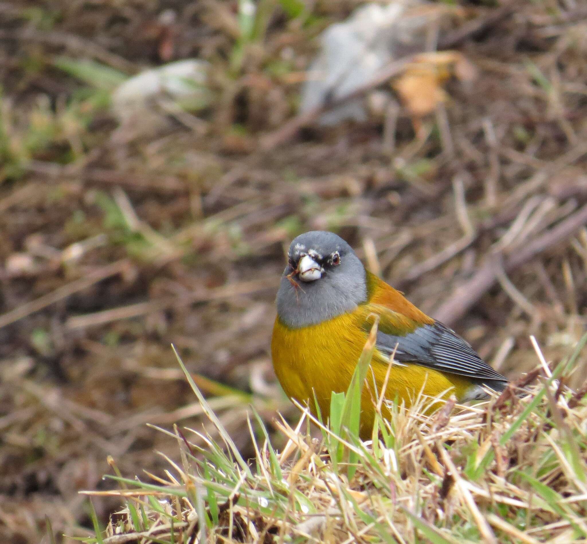 Image of Patagonian Sierra Finch