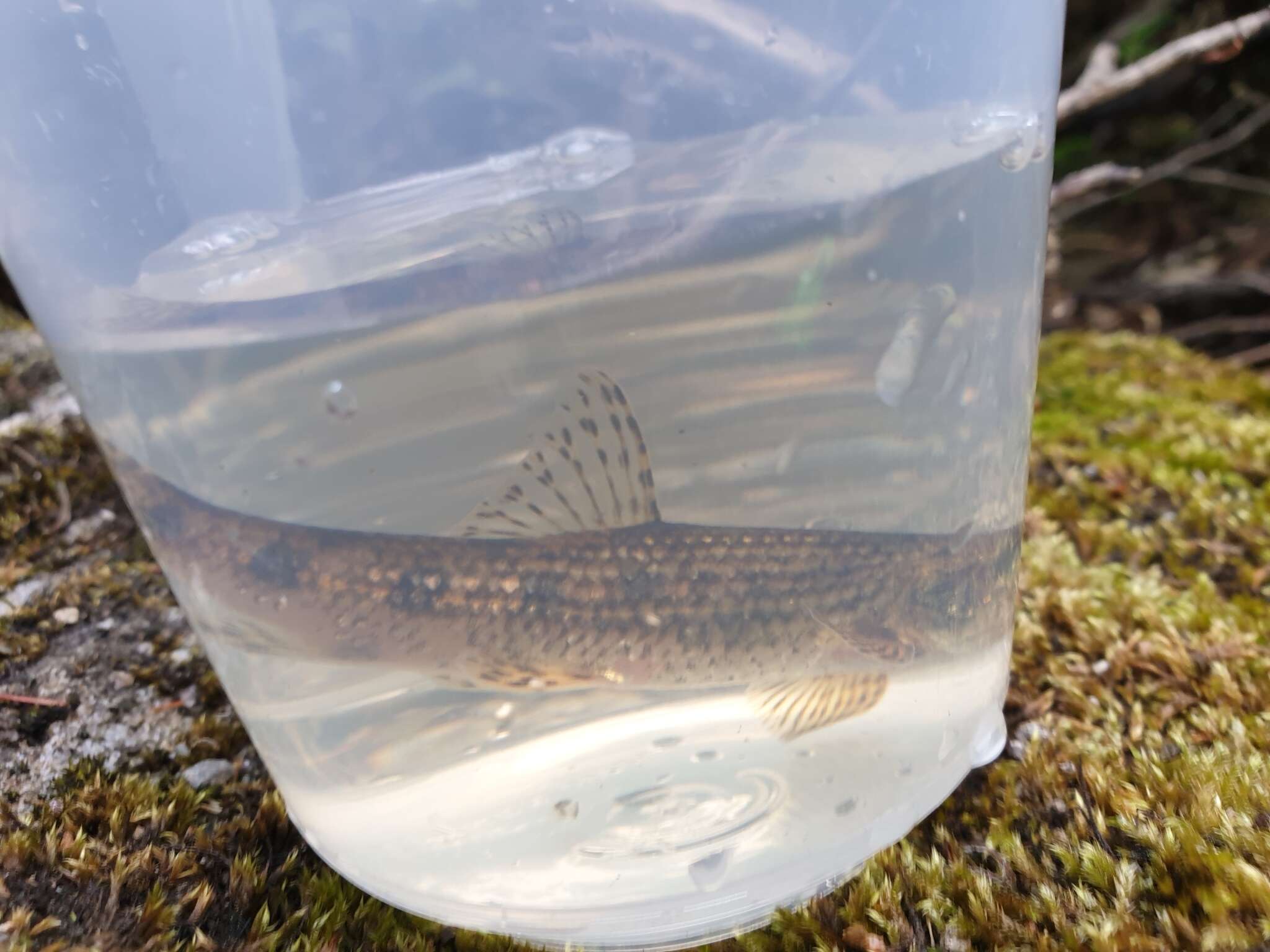 Image of Languedoc gudgeon