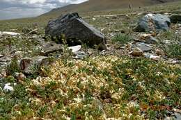 Image of Astragalus brevifolius Ledeb.