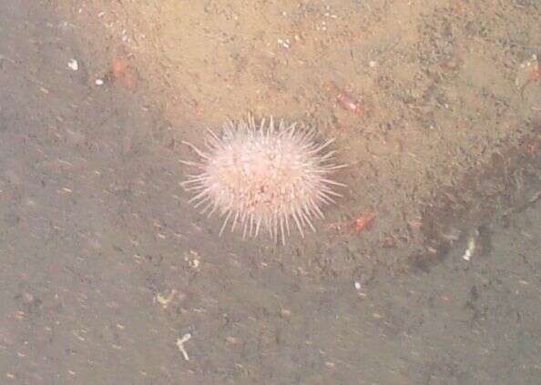 Image of White sea urchin