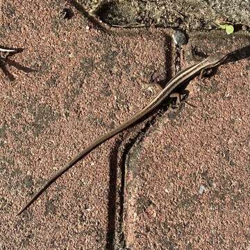 Image of Mountain grass lizard