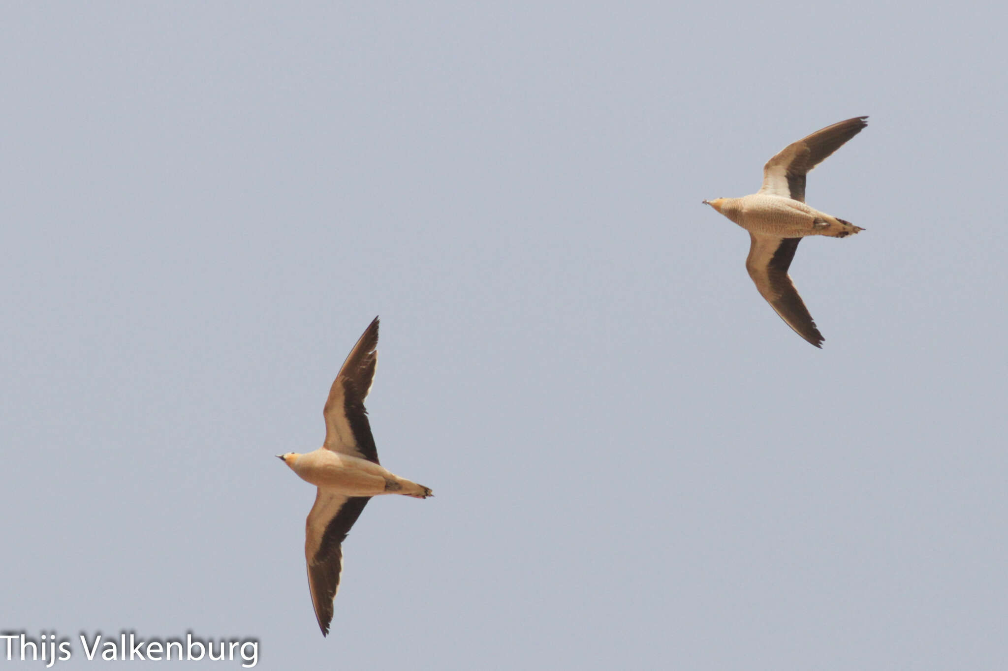 Image of Crowned Sandgrouse